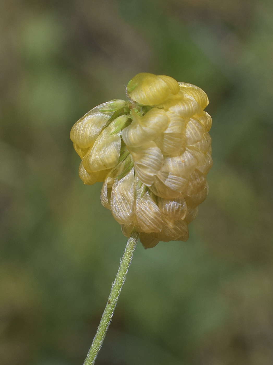 Image of Trifolium aureum specimen.