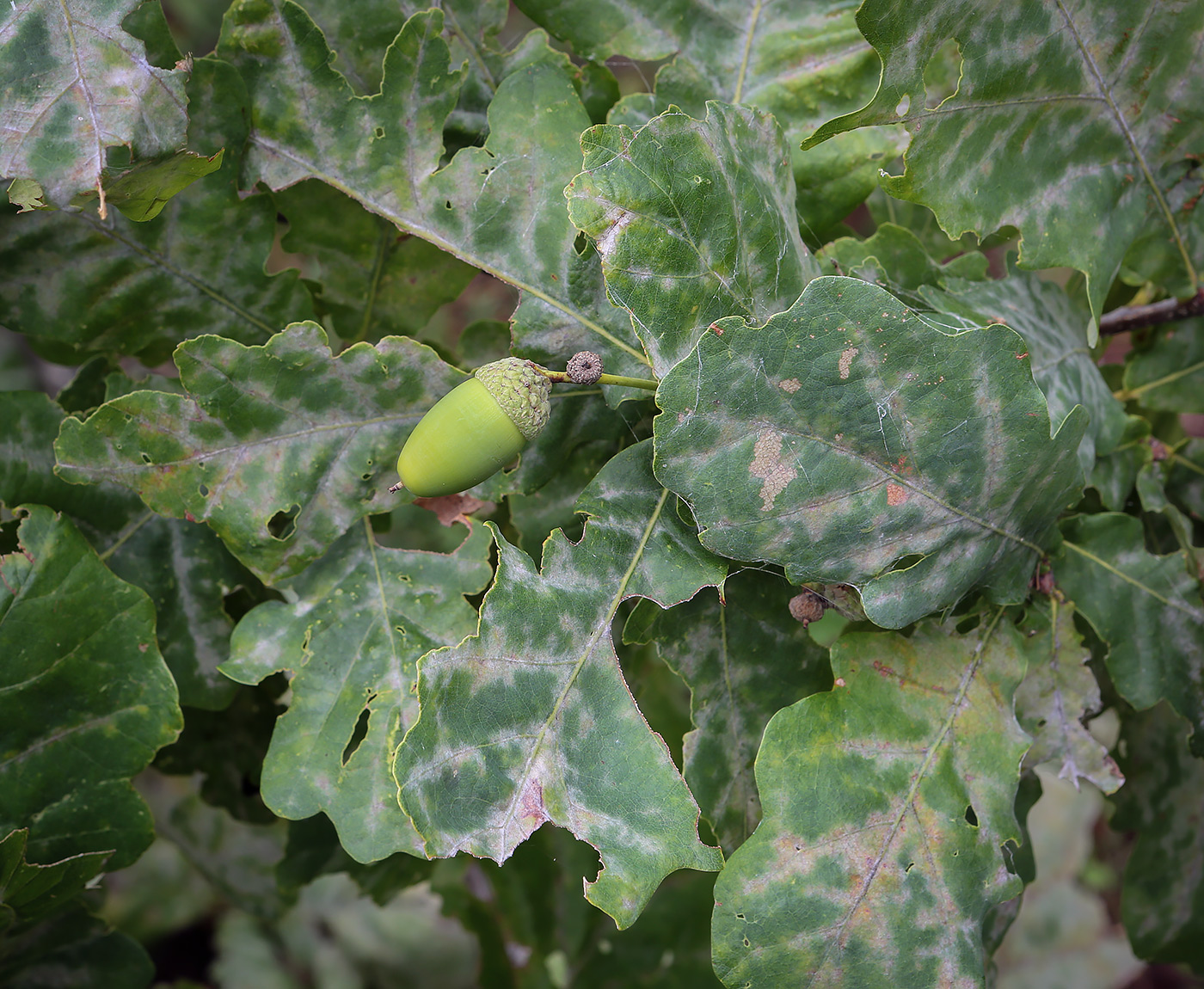 Изображение особи Quercus robur.