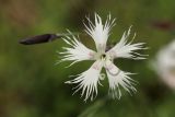 Dianthus borussicus. Цветок и бутон. Витебская обл., окр. дер. Сурмино, оз, сухой кустарничково-зеленомошный сосняк на песке, у дороги. 14.06.2025.