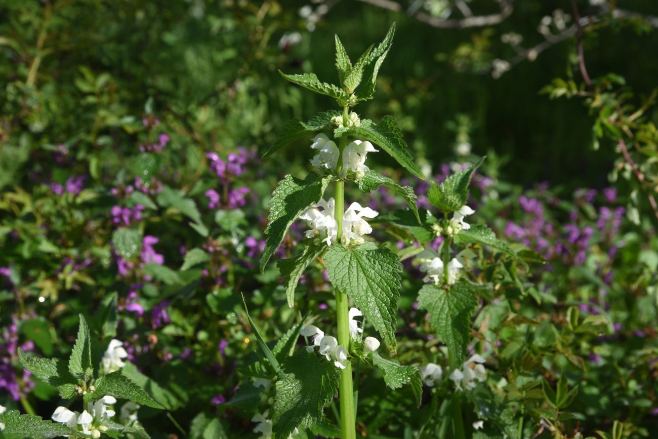 Изображение особи род Lamium.