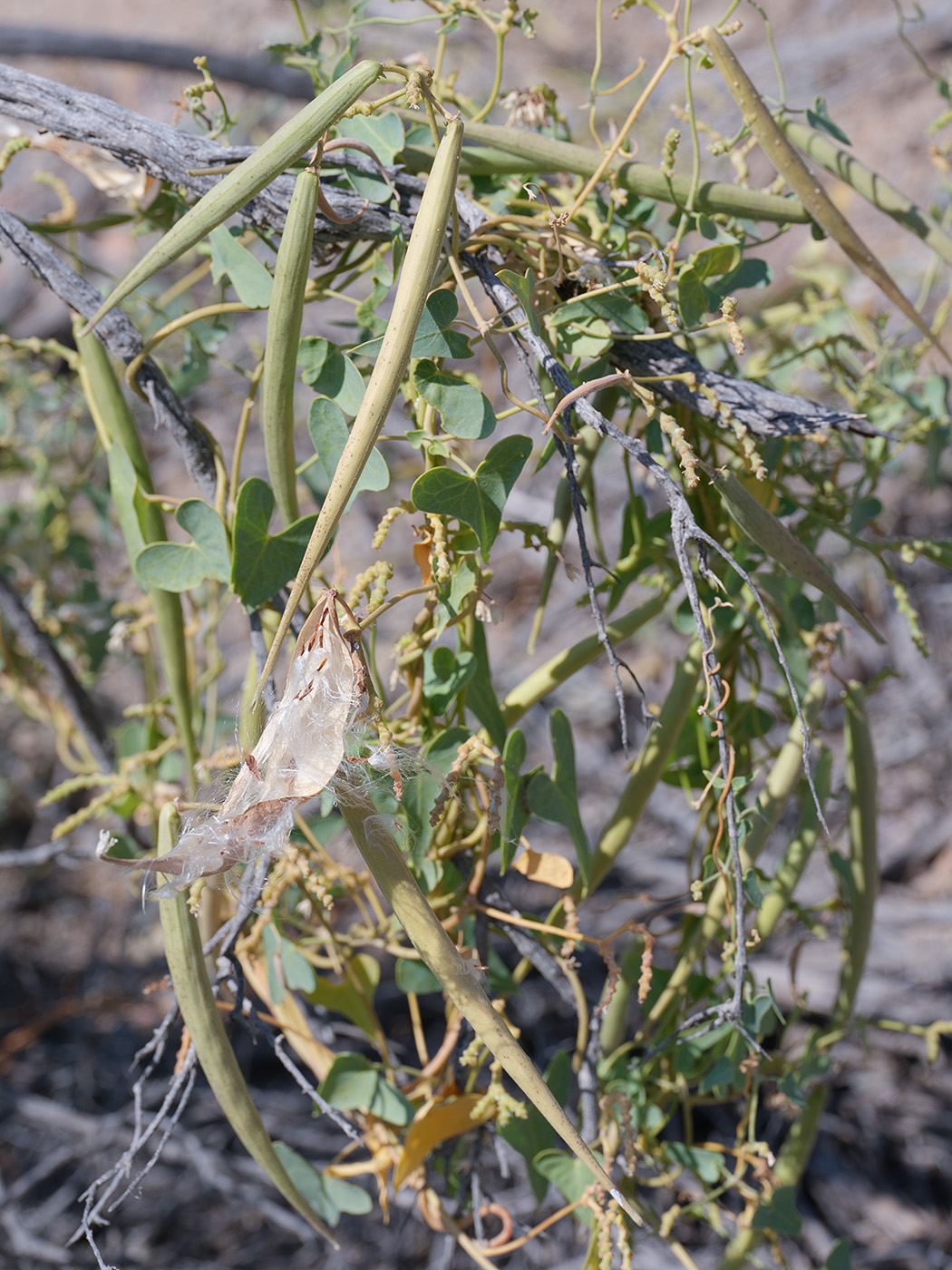 Image of Cynanchum sibiricum specimen.