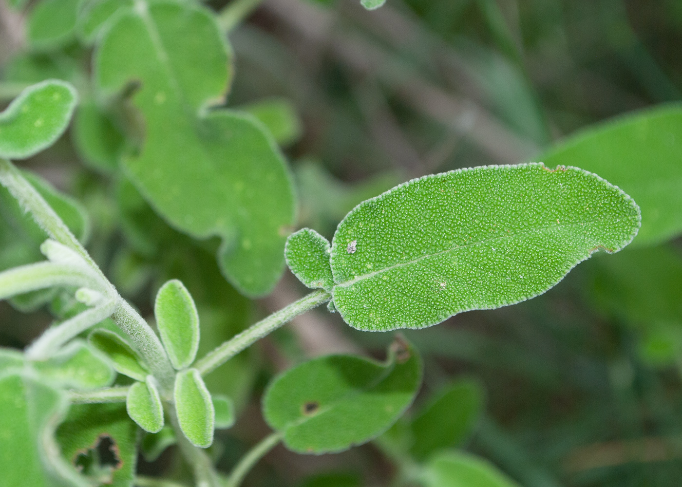 Изображение особи Salvia fruticosa.