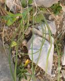 Tragopogon filifolius