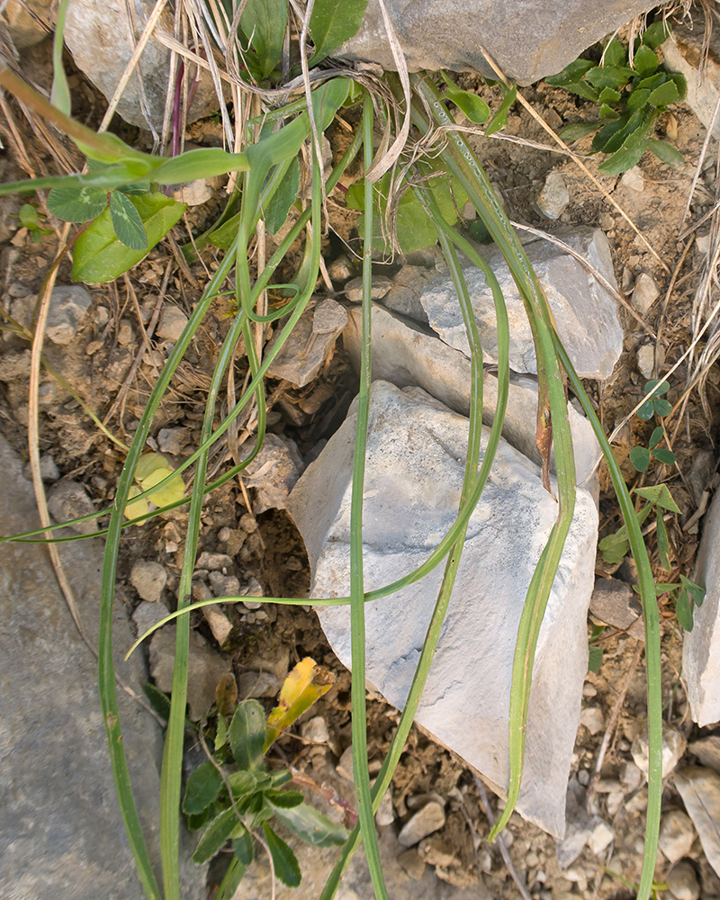 Изображение особи Tragopogon filifolius.