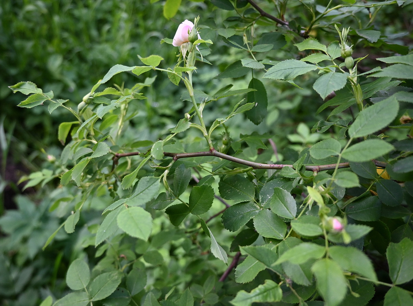 Изображение особи род Rosa.