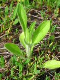 Erigeron annuus