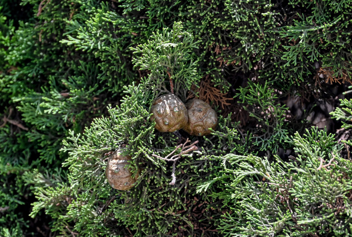 Image of Cupressus sempervirens specimen.