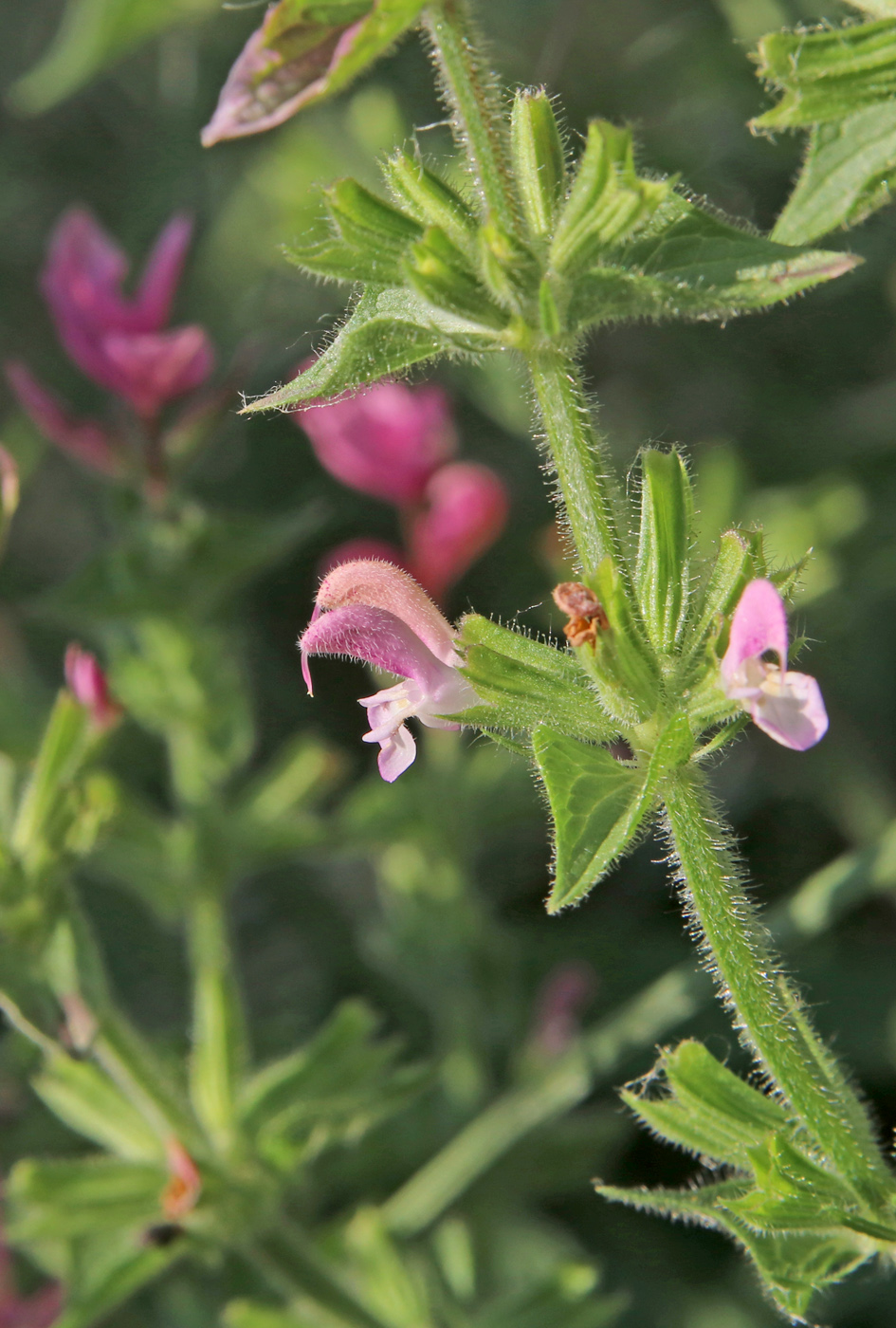 Image of Salvia viridis specimen.