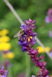 Salvia nemorosa. Верхушка соцветия с пчелой. Белгородская обл., Ракитянский р-н, Венгеровское сельское поселение, хут. Донцов; дол. р. Пена, вершина крутого склона южной экспозиции. 25 июня 2022 г.