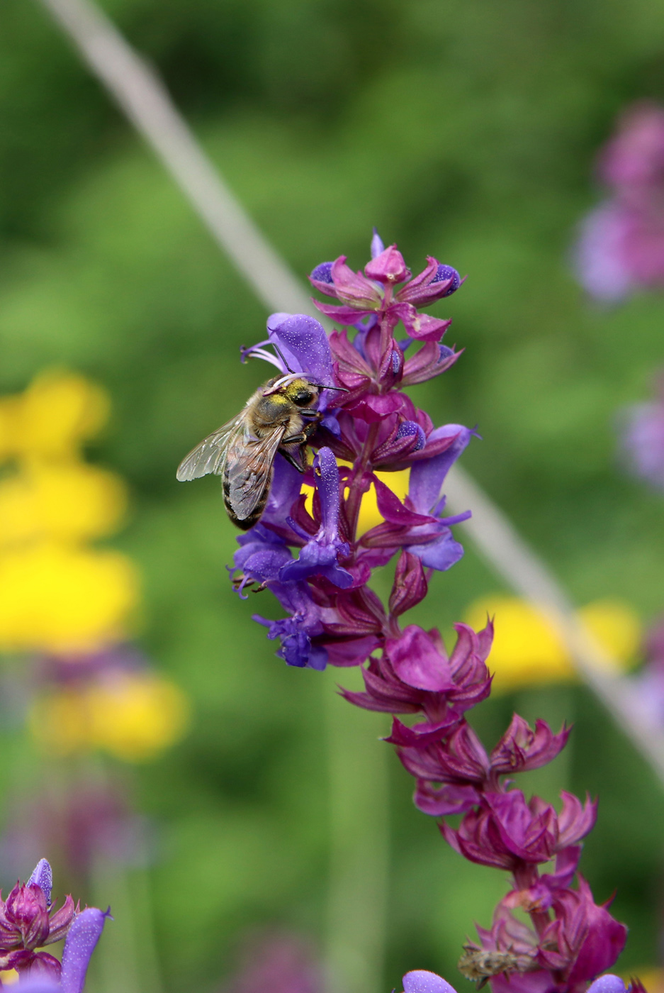 Изображение особи Salvia nemorosa.