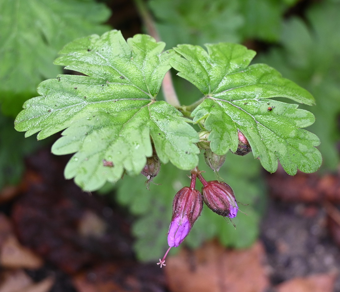 Изображение особи род Geranium.