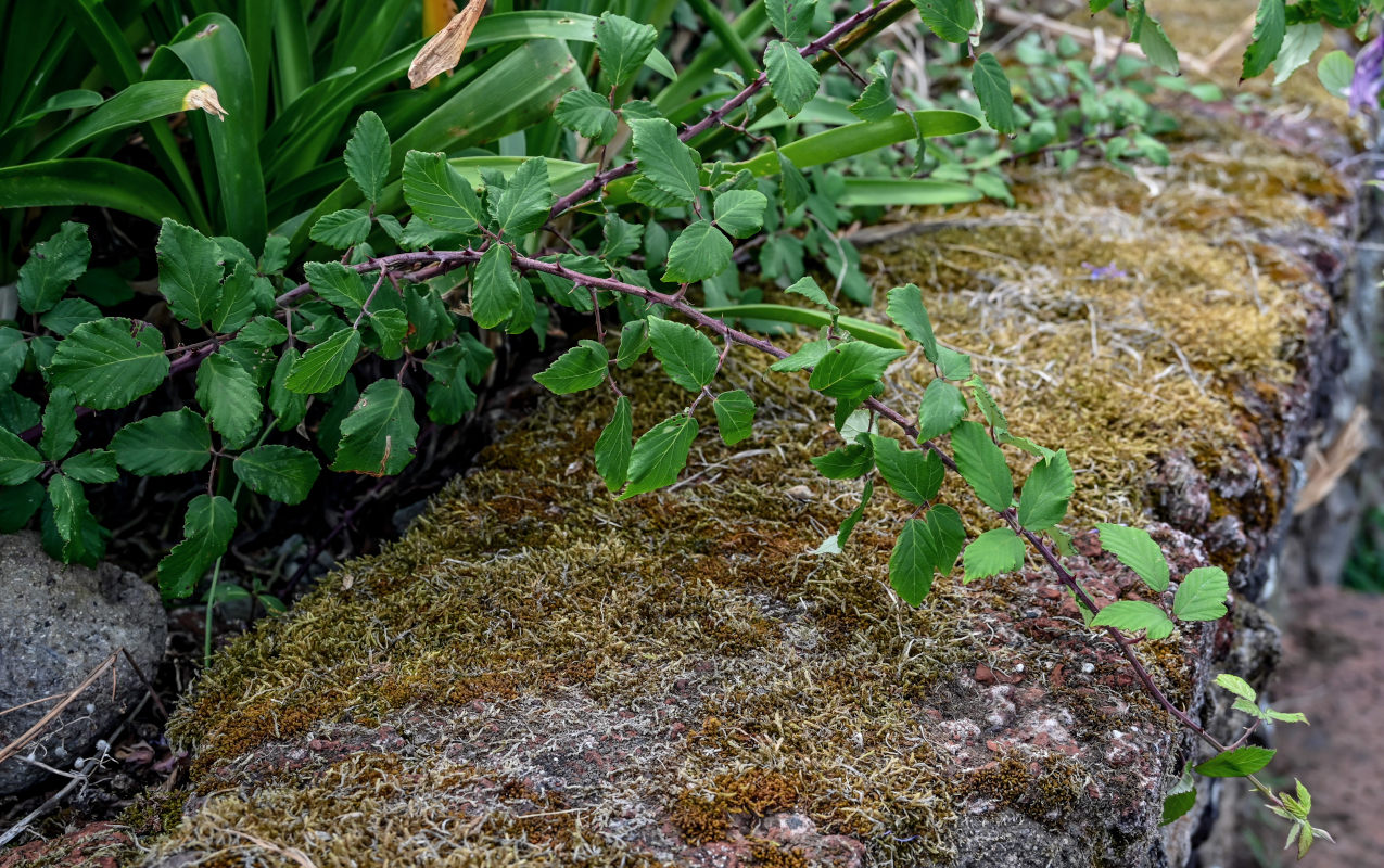 Изображение особи Rubus ulmifolius.