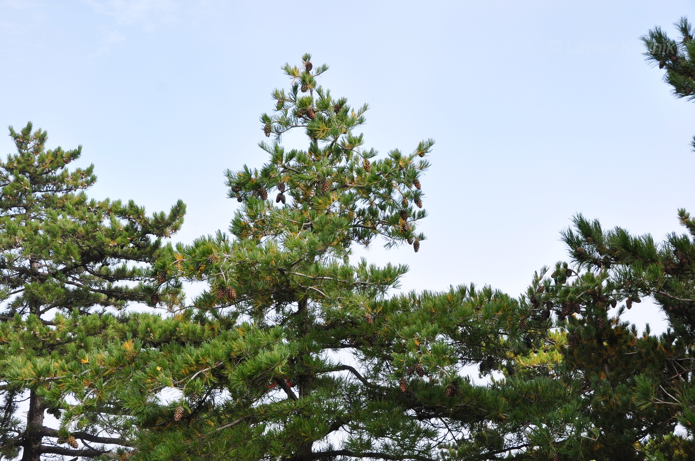 Изображение особи род Pinus.