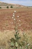 genus Centaurea. Растение с развивающимся (?) соцветием. Турция, ил Мардин, окр. деревни Анытлы (Хах), выс. ок. 950 м н.у.м., обочина дороги. 26 мая 2025 г.