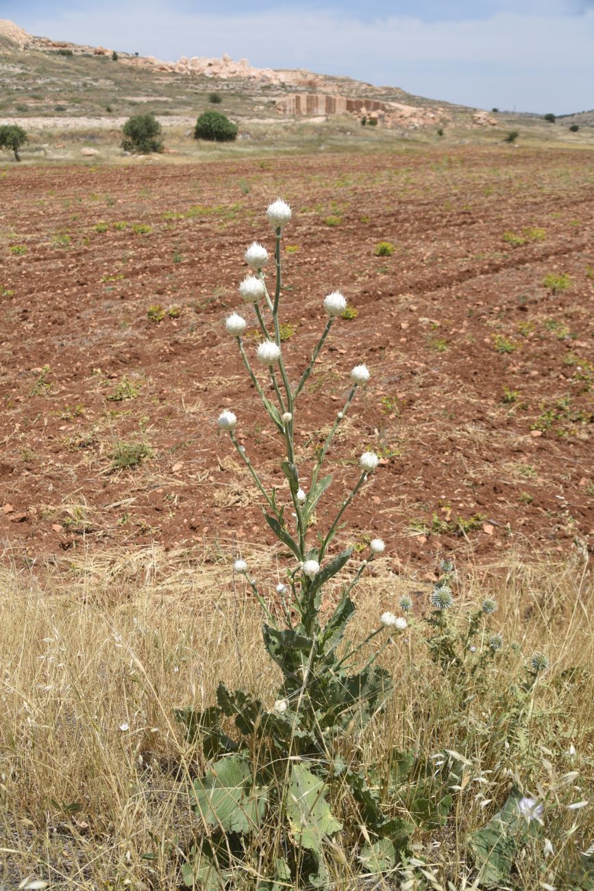 Image of Centaurea kurdica specimen.