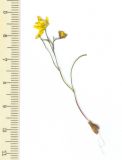 Image of taxon representative. Author is Алим Газиев
