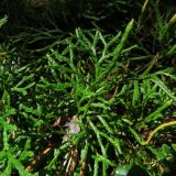 Diphasiastrum complanatum. Веточки. Томская обл., Молчановский р-н, ≈5 км на восток от с. Сулзат, сосновый бор. 20.08.2025.