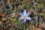 Crocus speciosus. Цветок. Крым, Южный берег, гора Парагельмен, лиственный лес 20.10.2025.