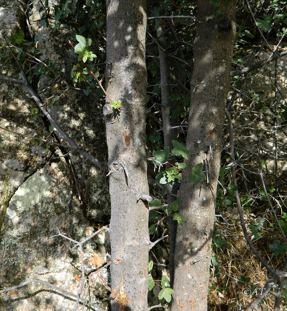 Изображение особи Acer monspessulanum.