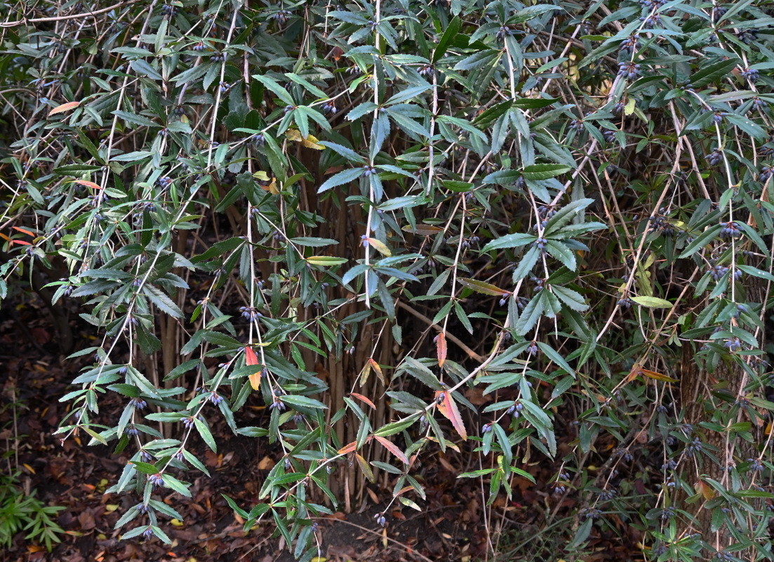 Image of Berberis julianae specimen.