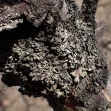 division Ascomycota. Таллом с апотециями. Хабаровский край, г. Комсомольск-на-Амуре, берег ручья Тёплый ключ, на стволе засыхающей Malus baccata. 14.04.2026.