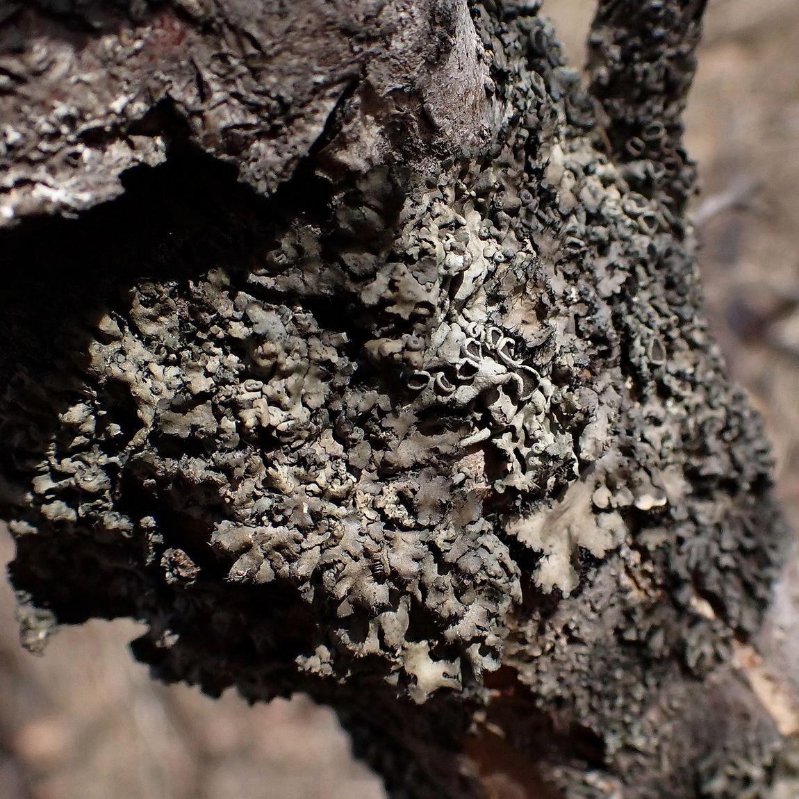 Image of genus Phaeophyscia specimen.