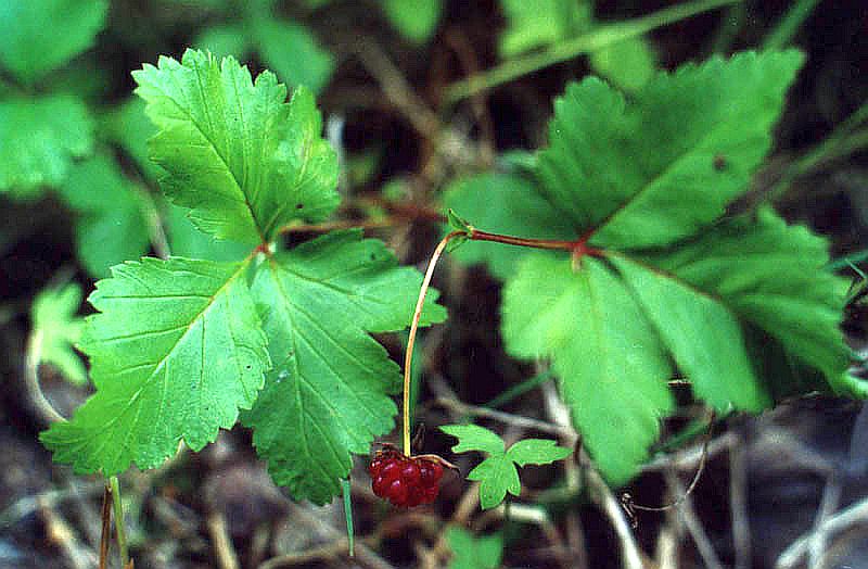 Image of Rubus arcticus specimen.