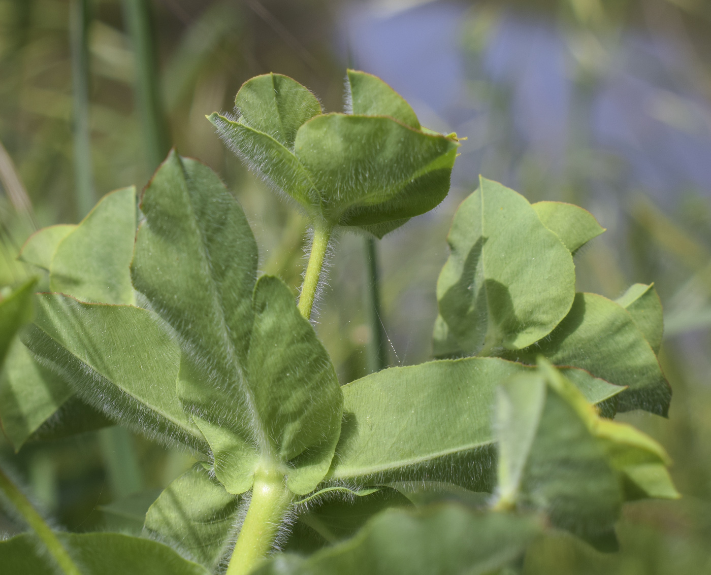 Image of Euphorbia hirsuta specimen.