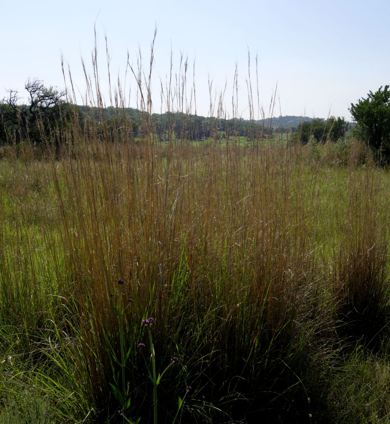 Изображение особи семейство Poaceae.