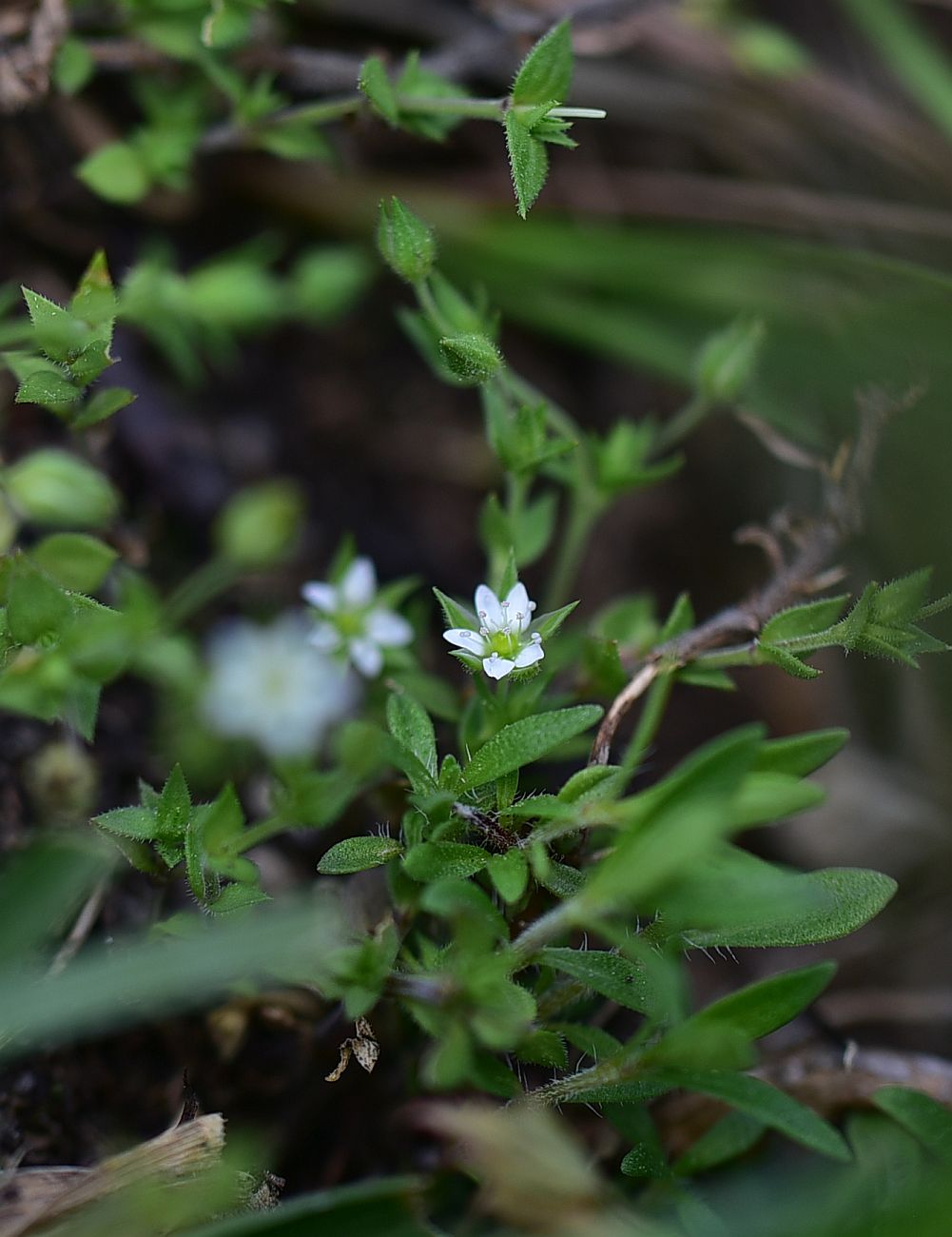 Image of Arenaria serpyllifolia specimen.