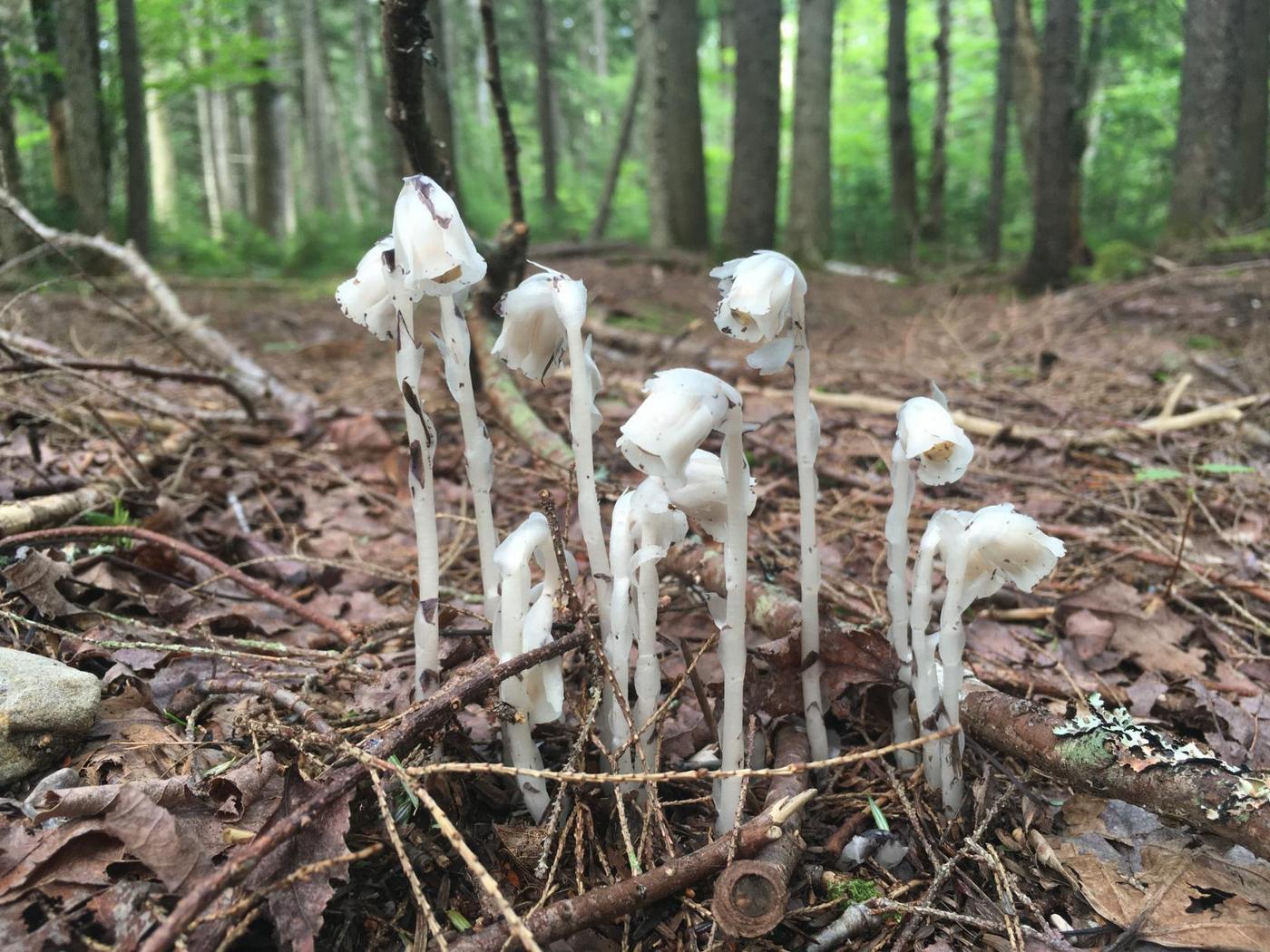 Image of Monotropa uniflora specimen.