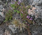 род Thymus. Цветущее растение. Карелия, г. Петрозаводск, территория \"Чёртов Стул\", в расщелине скального плато. 07.06.2026.
