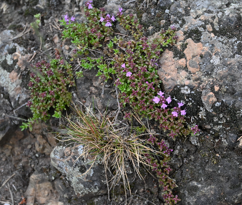 Image of genus Thymus specimen.