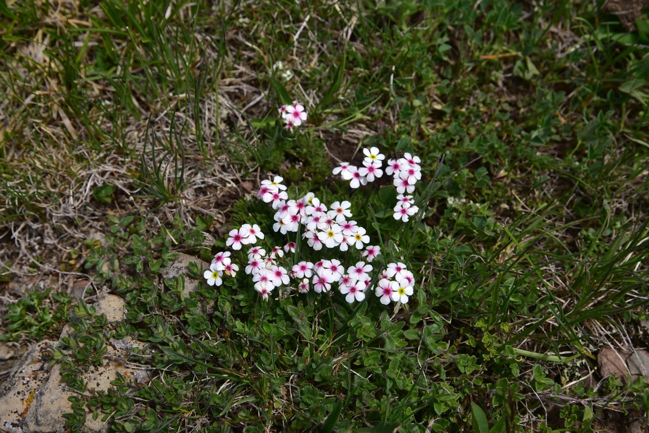 Изображение особи Androsace barbulata.