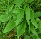Solidago virgaurea