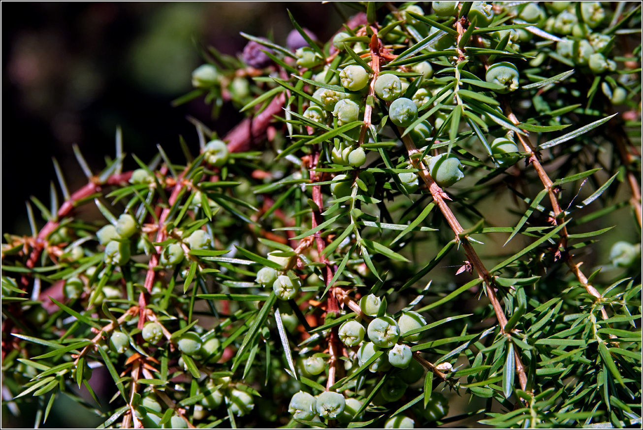 Изображение особи Juniperus communis.