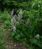 genus Salvia