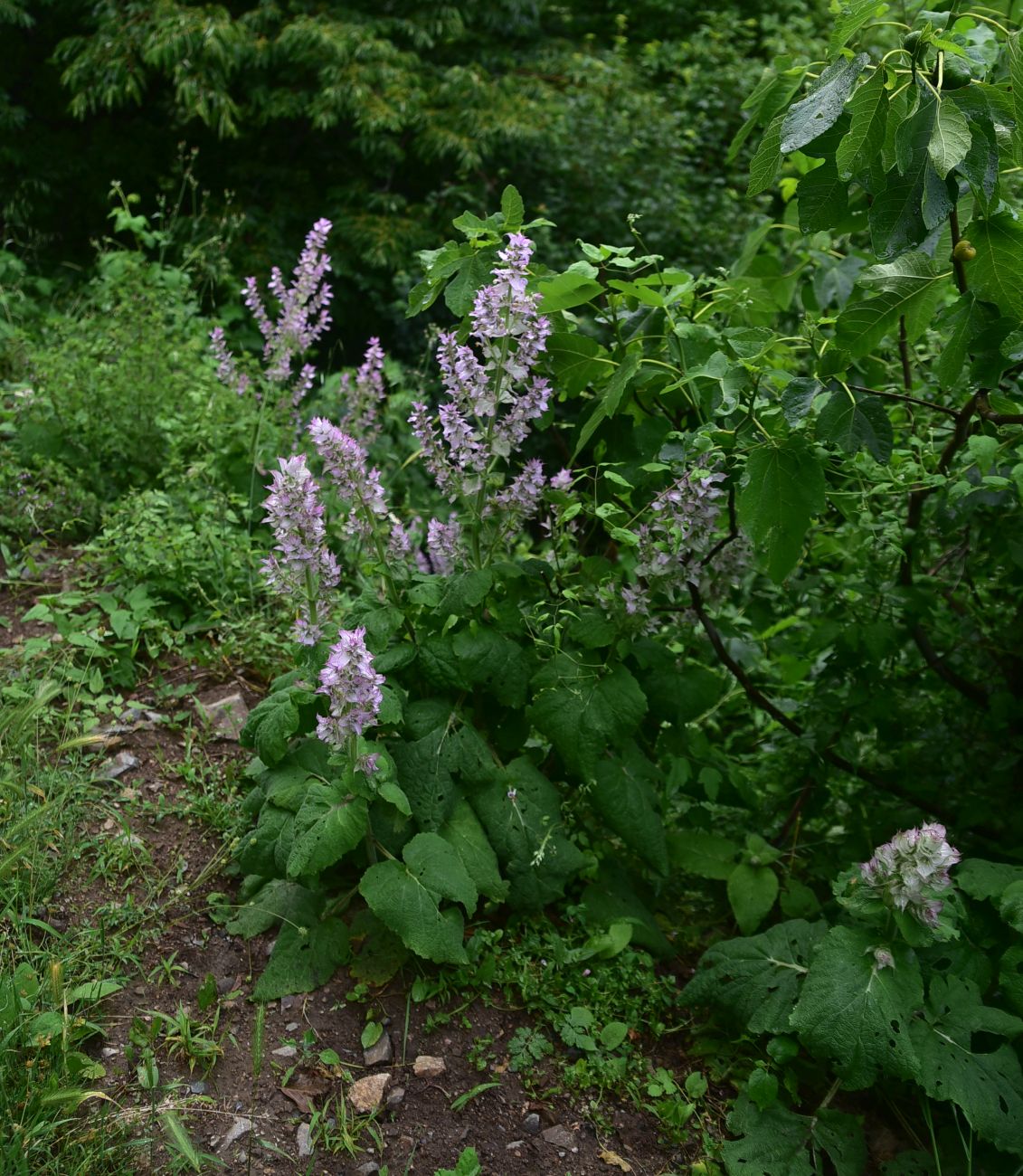 Image of Salvia sclarea specimen.