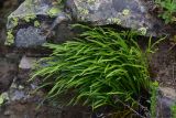 Asplenium septentrionale. Вегетирующие растения. Турция, ил Артвин, окр. монастыря Парехи, левый борт долины, край скальной тропы (справа — обрыв, слева — стенка). 12 июня 2026 г.