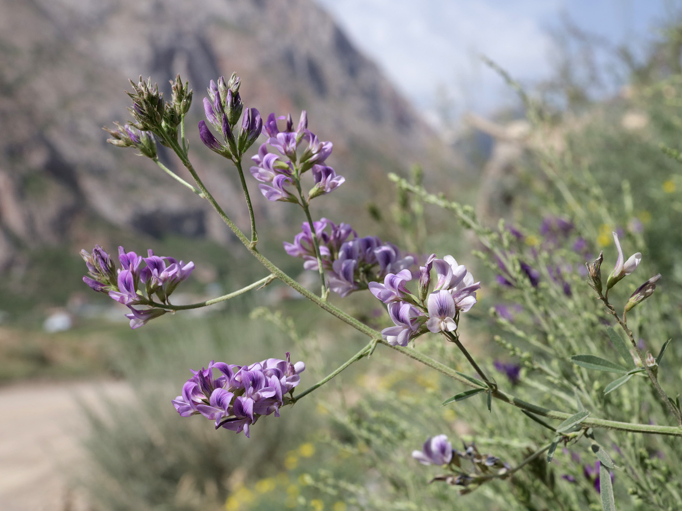 Image of genus Medicago specimen.