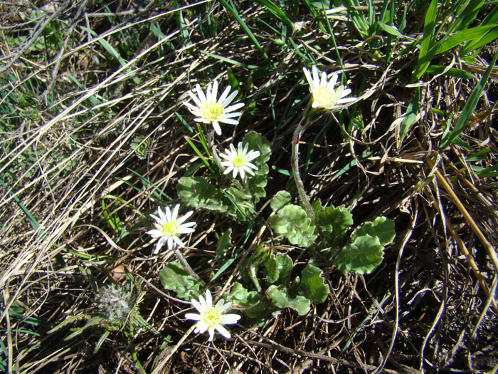 Image of Leibnitzia knorringiana specimen.