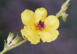 Verbascum sinuatum