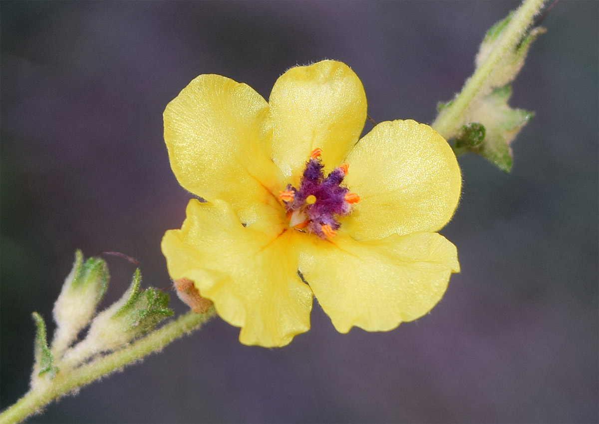 Image of Verbascum sinuatum specimen.