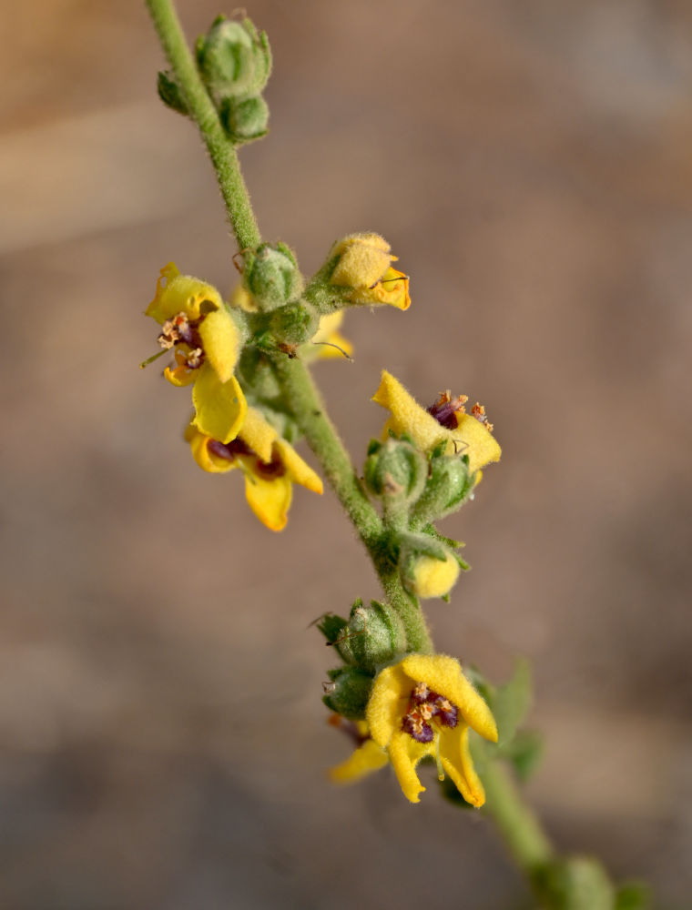 Изображение особи Verbascum sinuatum.