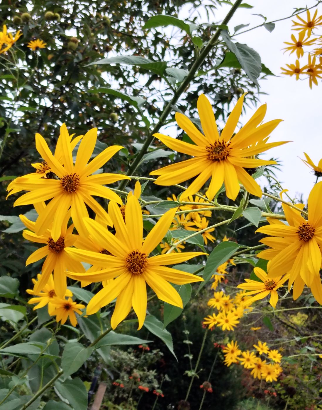 Image of Helianthus tuberosus specimen.