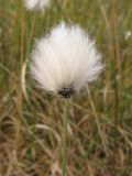 Eriophorum vaginatum. Верхушка плодоносящего растения. Нидерланды, провинция Drenthe, заказник Fochteloërveen, верховое болото. 18 мая 2008 г.