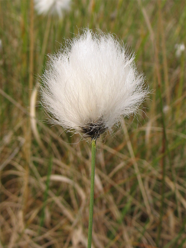 Image of Eriophorum vaginatum specimen.