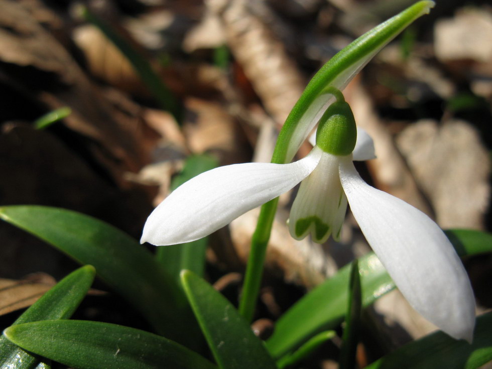 Image of Galanthus caspius specimen.