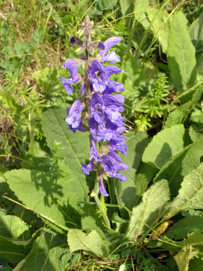 Image of Salvia pratensis specimen.