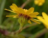 Senecio erraticus